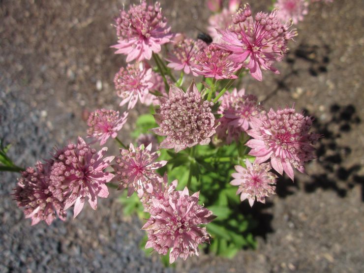 Reproduction d'Astrantia