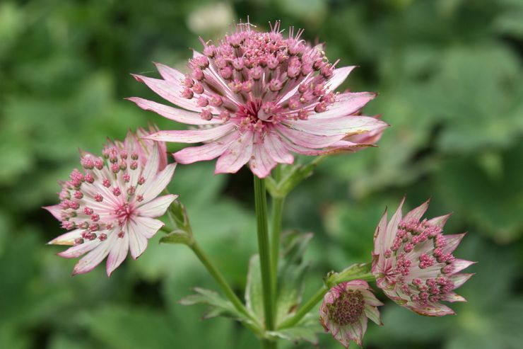 Astrantia après la floraison