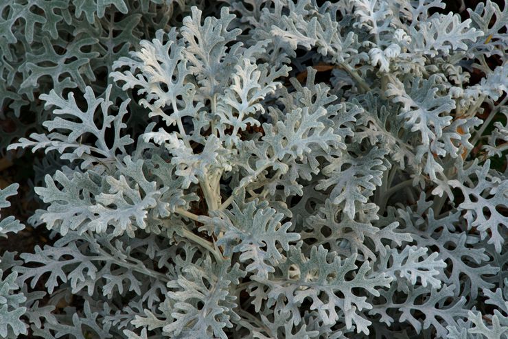 Cineraria bord de mer