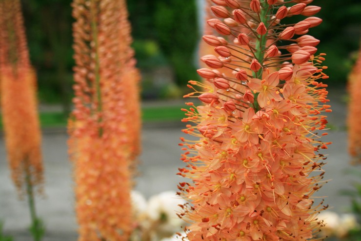 Eremurus - plantation et entretien en plein champ. Culture d'eremurus à partir de graines, méthodes de reproduction. Description, types. Une photo