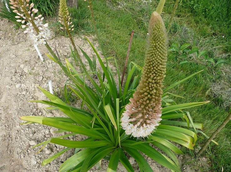 Prendre soin des Eremurus dans le jardin