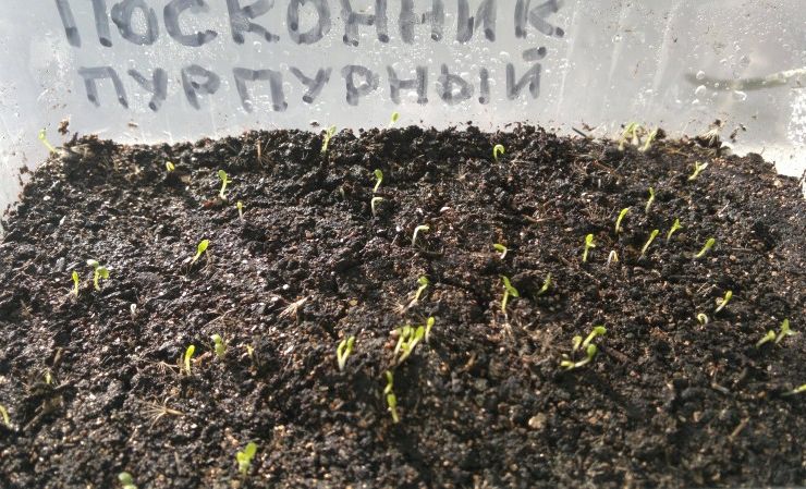 Planter un arbre escarpé en pleine terre