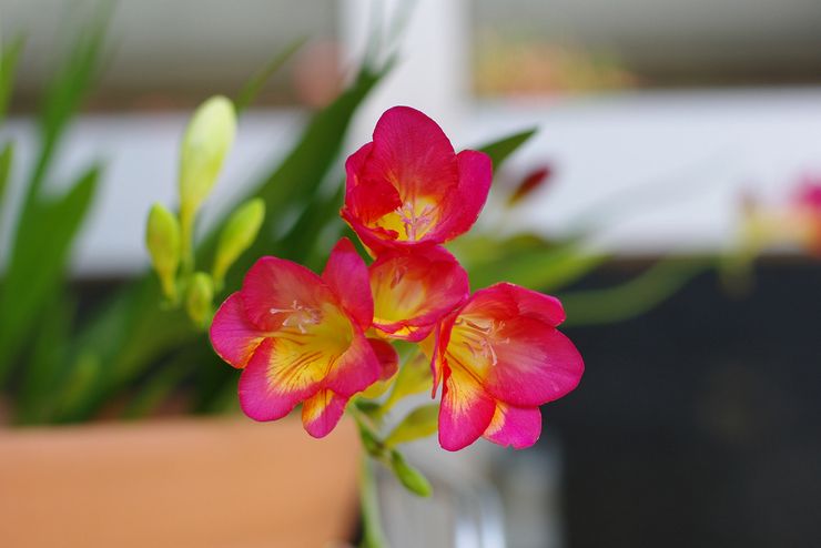 Freesia à la maison