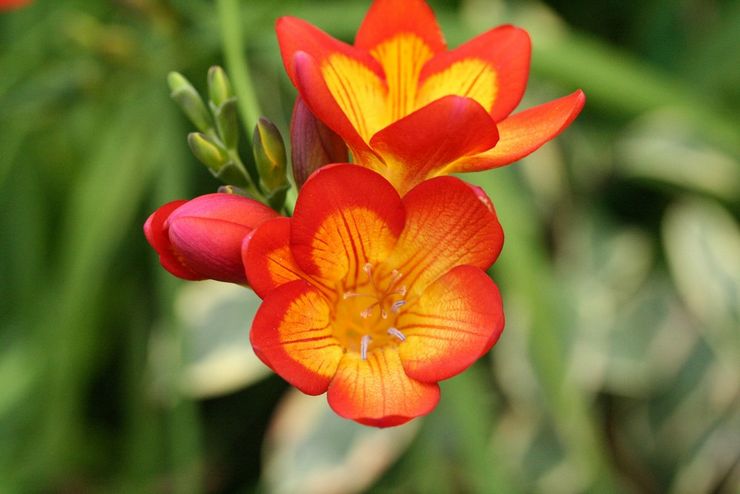 Description du freesia