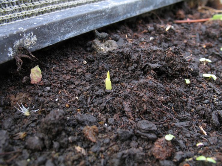 Planter du freesia en pleine terre