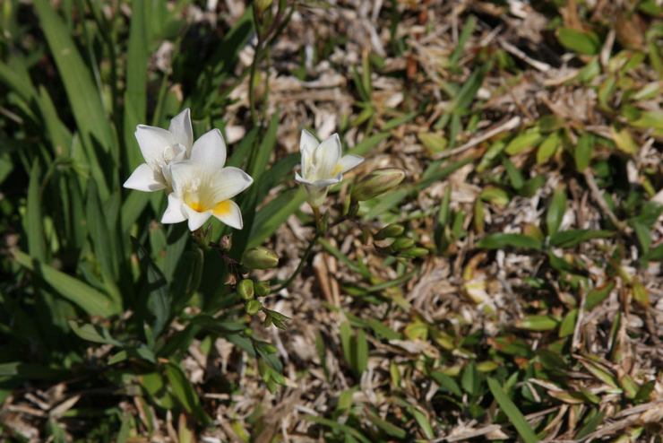 Terreau pour la culture du freesia