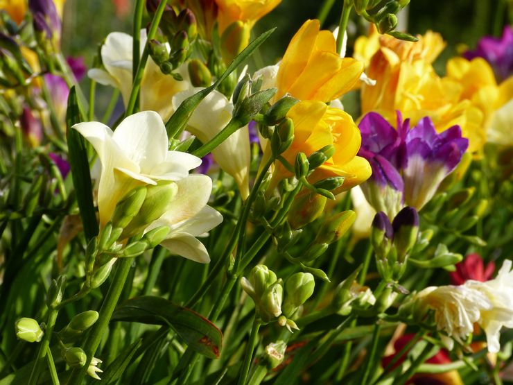 Soins Freesia dans le jardin