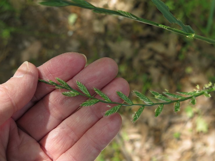 Faire pousser du ray-grass à gazon à partir de graines