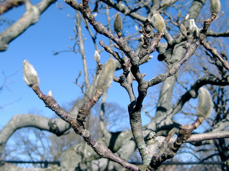 Magnolia après la floraison