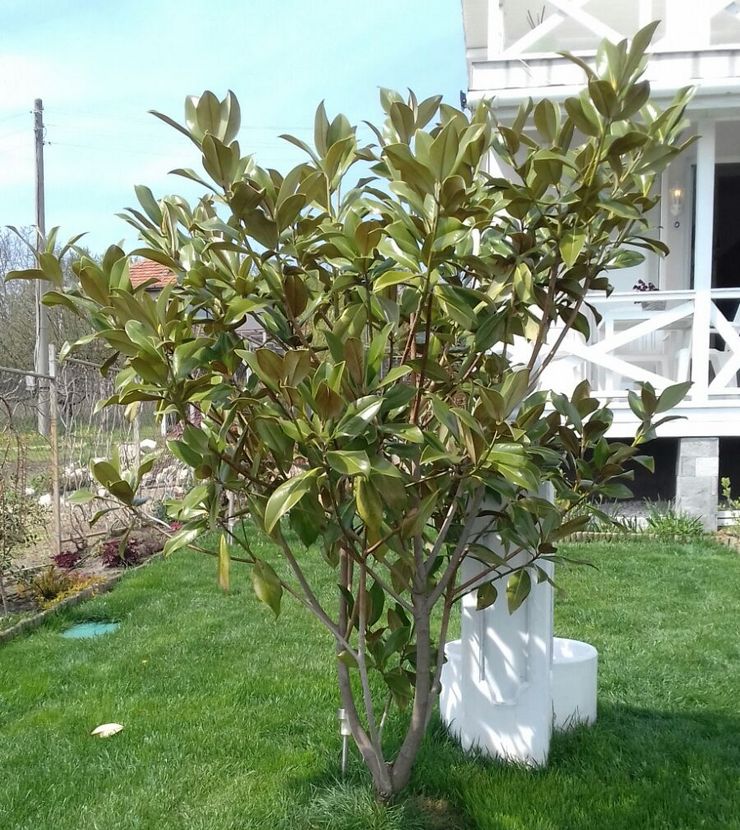 Entretien du jardin Magnolia