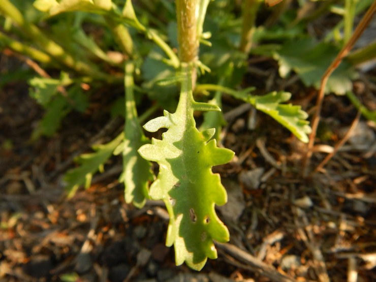 Planter de la camomille en pleine terre