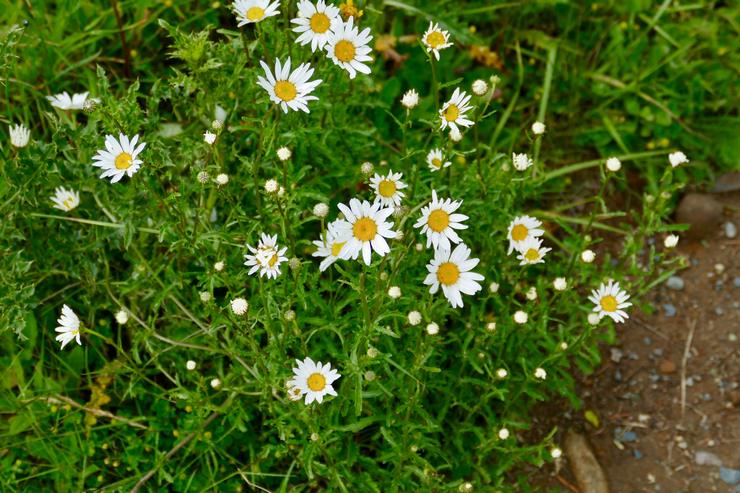 Soin de la camomille de jardin