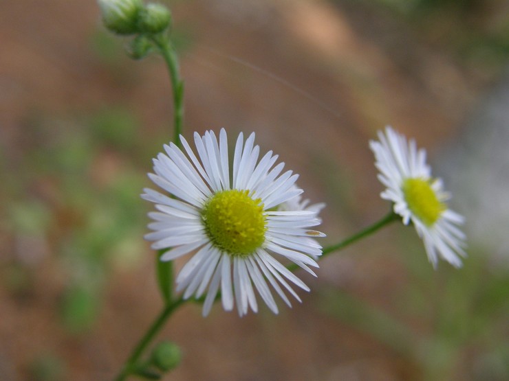 Types et variétés de camomille