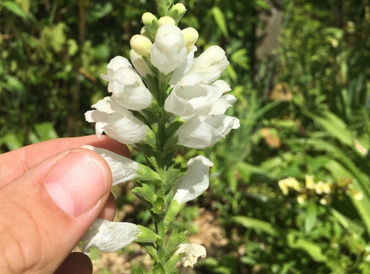 Physostégie après la floraison