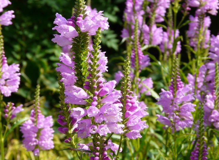 Physostegia - plantation et entretien en plein champ. Physostégie croissante à partir de graines, méthodes de reproduction. Description, types. Une photo