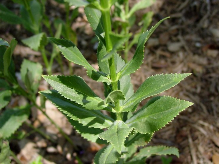 Plantation de physostegia en pleine terre