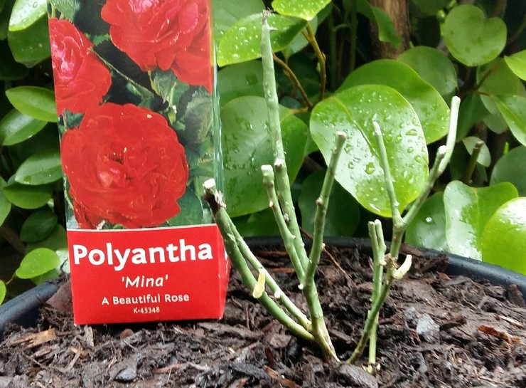 Cultiver un polyanthus rose à partir de graines