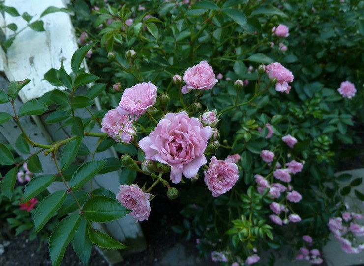 Soin de la rose Polyanthus