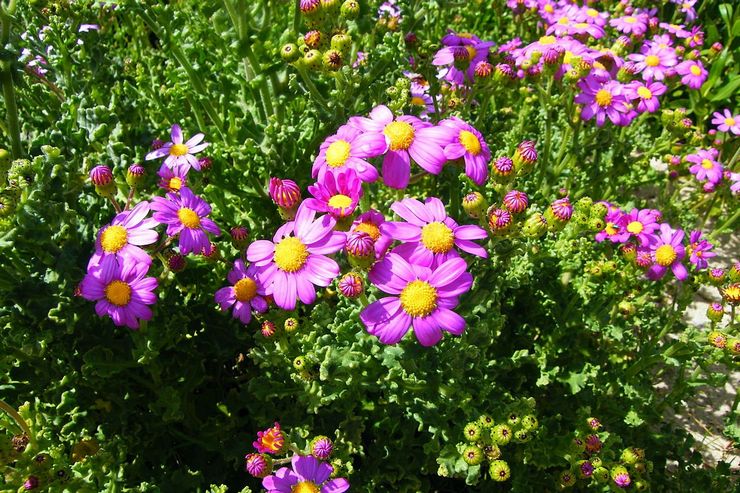 Cineraria gracieuse