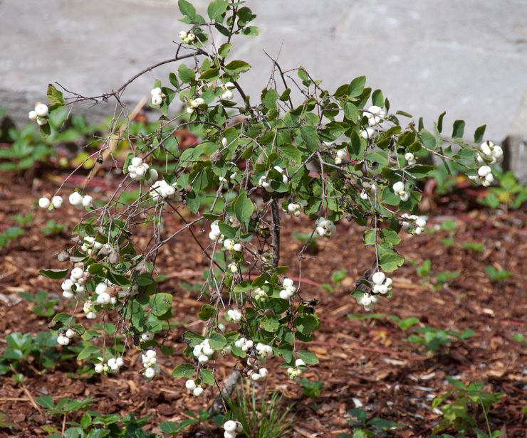 Planter une myrtille en pleine terre