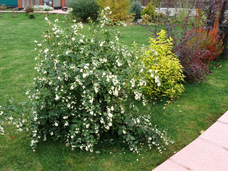 Prendre soin d'une myrtille dans le jardin