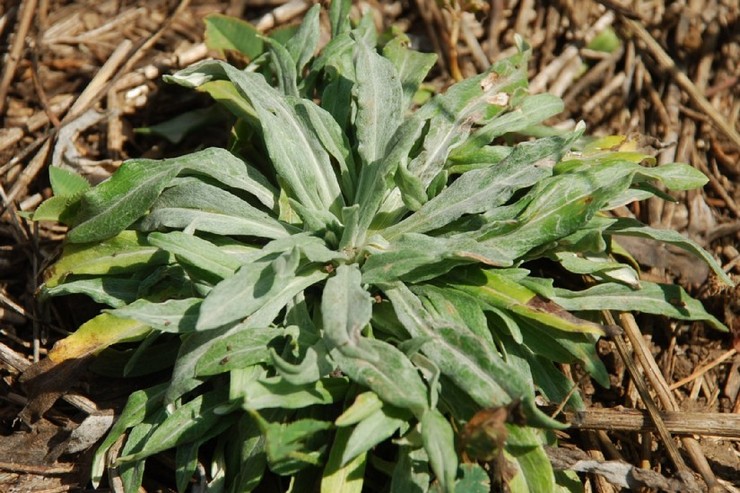 Planter du xérantème en pleine terre