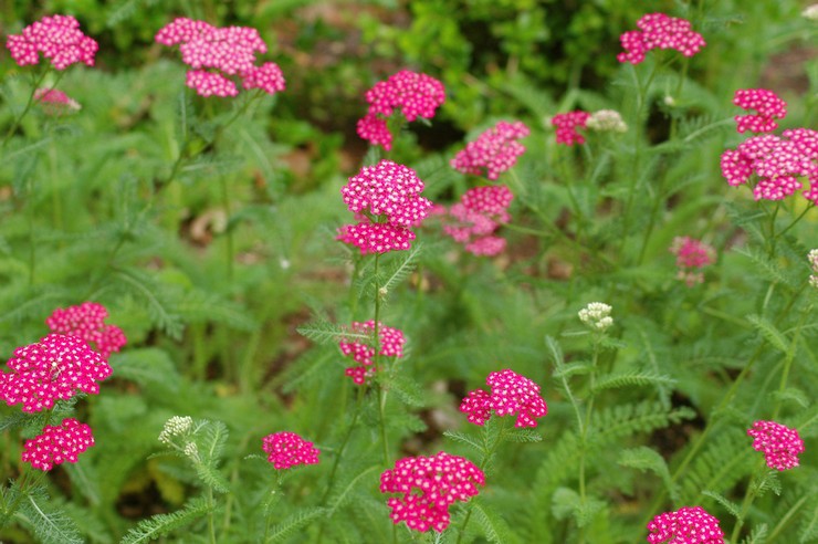 Yarrow - plantation et entretien à l'extérieur. Culture de l'achillée millefeuille à partir de graines, méthodes de reproduction. Description, types. Une photo