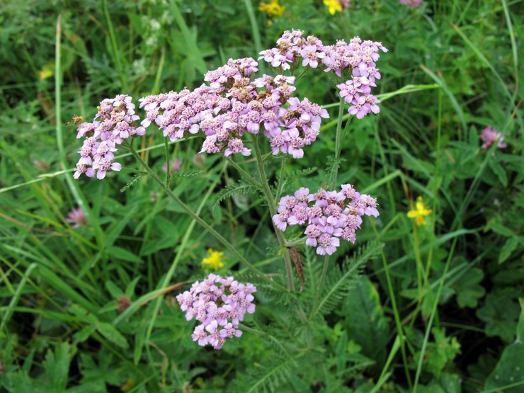 Yarrow dans la conception de paysage