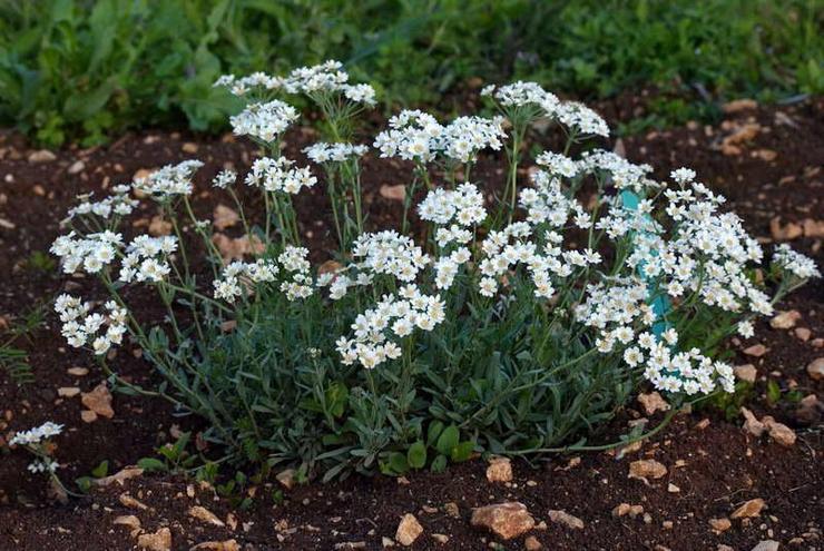 Planter l'achillée millefeuille en pleine terre