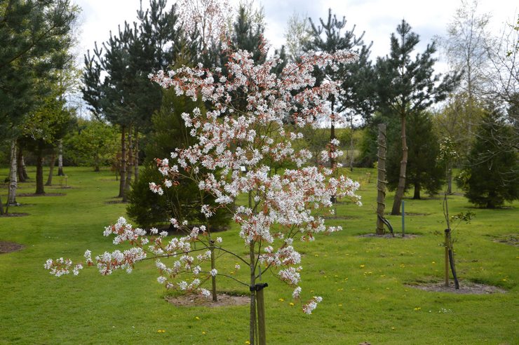 Planter des irgi en pleine terre