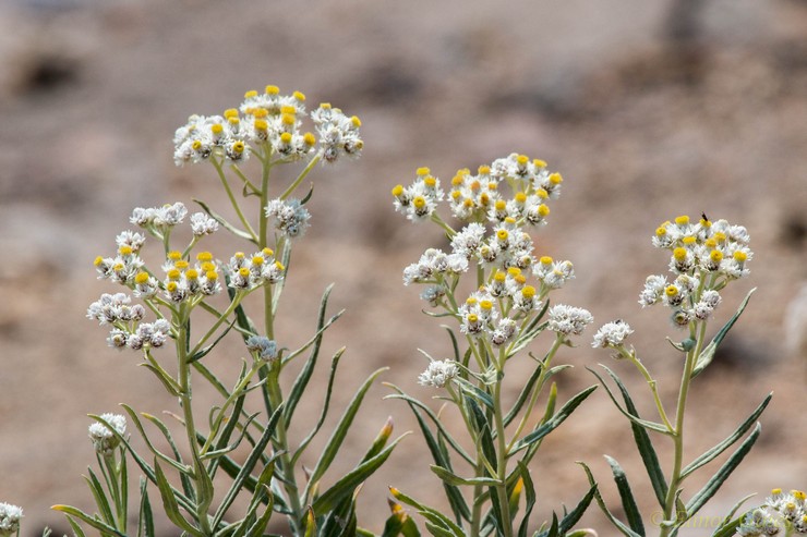 Planter et entretenir les anaphales en plein champ