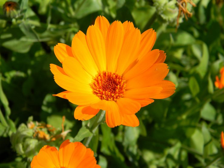 Calendula - plantation et entretien en plein champ. Cultiver du calendula à partir de graines, méthodes de reproduction. Description, types. Une photo