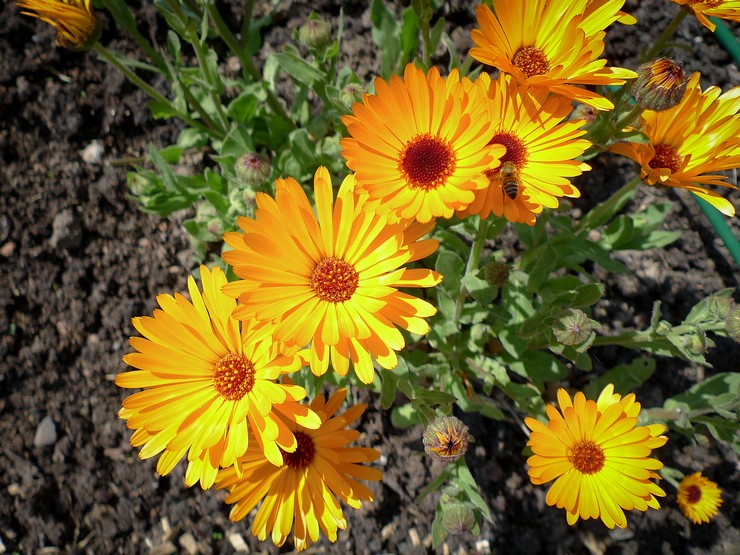 Planter du calendula en pleine terre