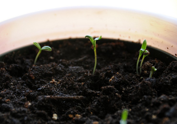 Cultiver du calendula à partir de graines