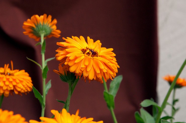 Propriétés médicinales du calendula