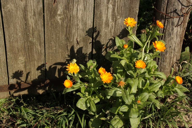 Prendre soin du calendula dans le jardin