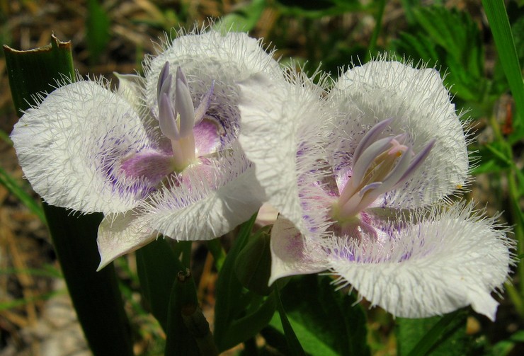 Tulipes étoilées et oreilles de chat