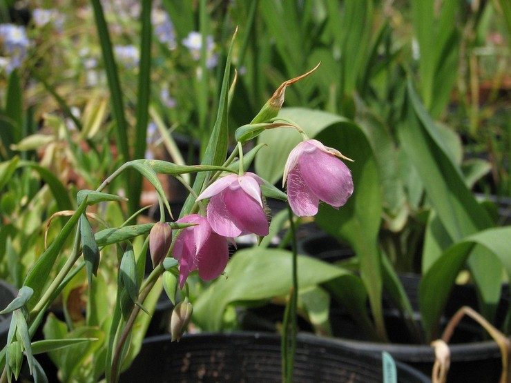 Types et variétés de Kalohortus