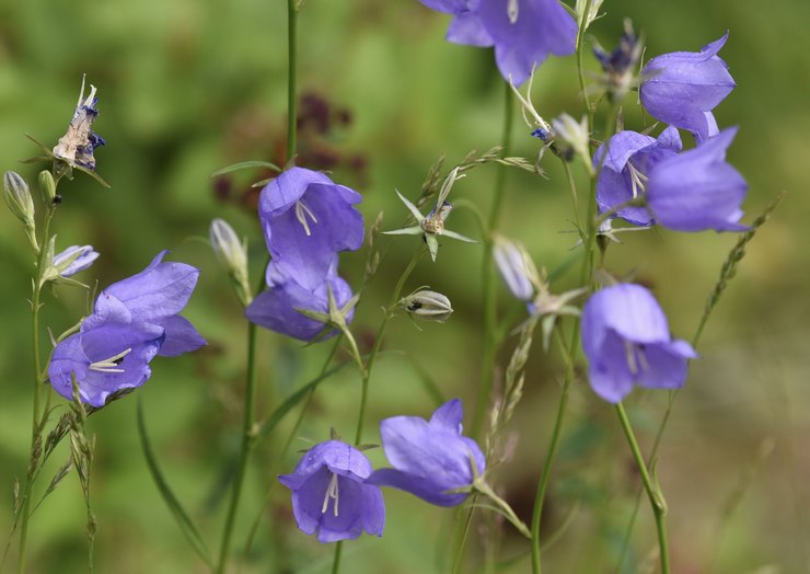 Cloches après la floraison