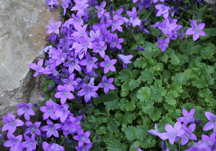 Prendre soin des cloches de jardin