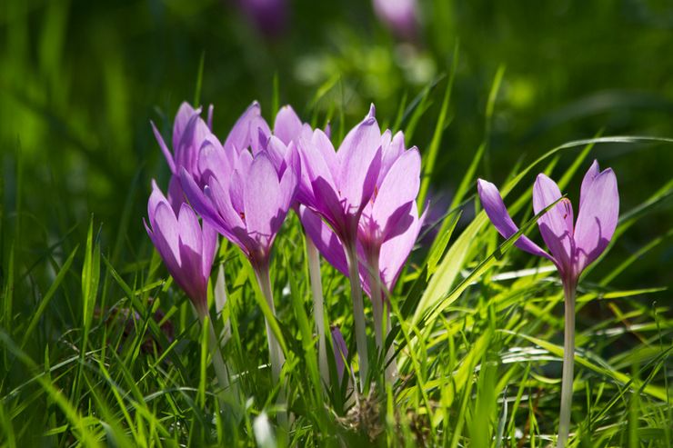 Colchicum automne