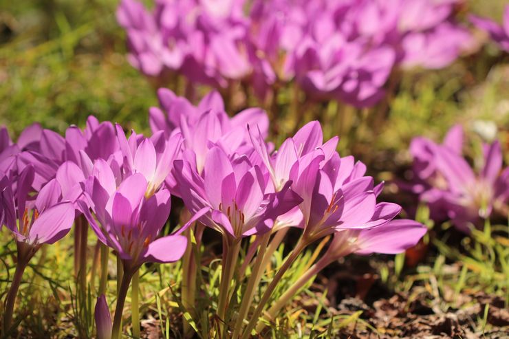 Colchicum de Bornmüller