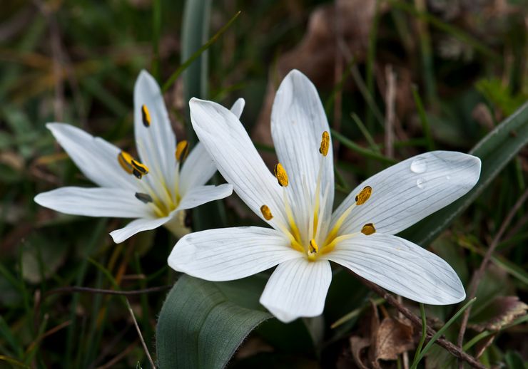 Colchicum hongrois