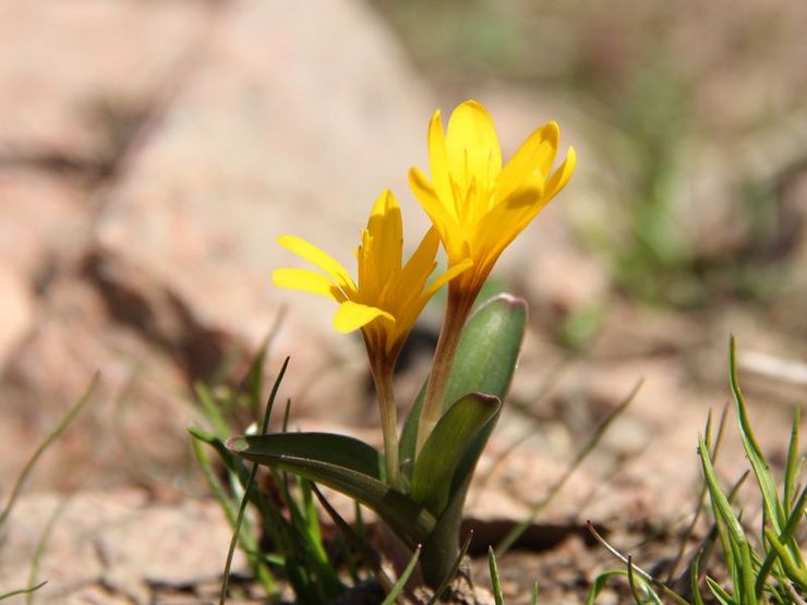 Jaune colchique