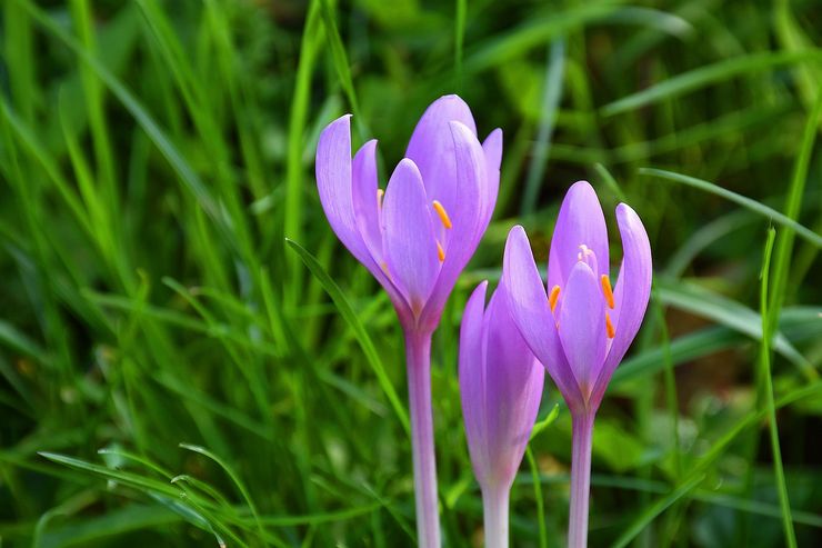 Description du crocus