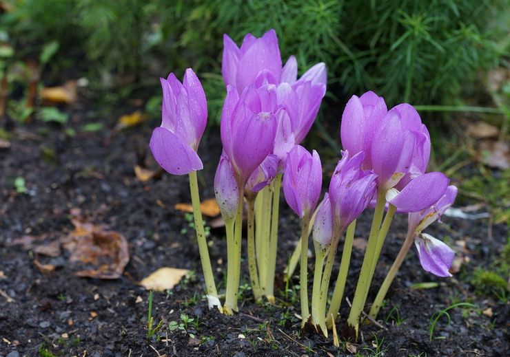 Planter un crocus en pleine terre