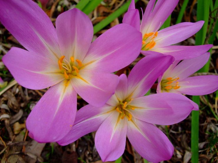 Colchicum magnifique