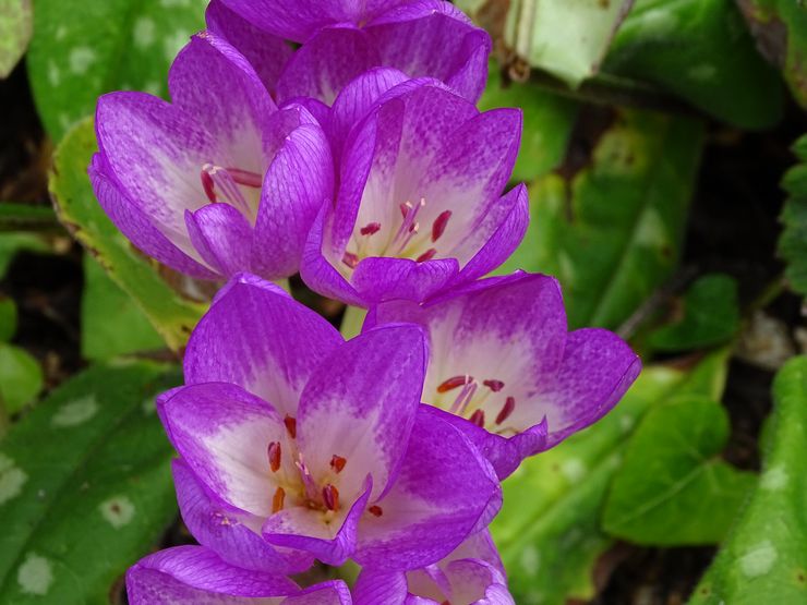 Colchicum Violet Reine