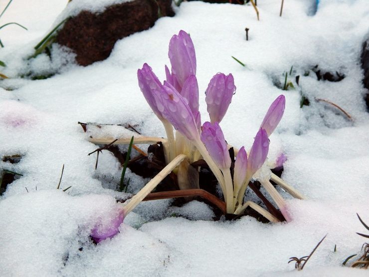 Colchicum après la floraison