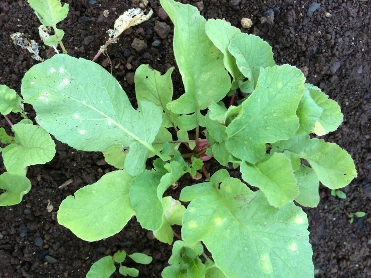 Plantation de daikon en pleine terre